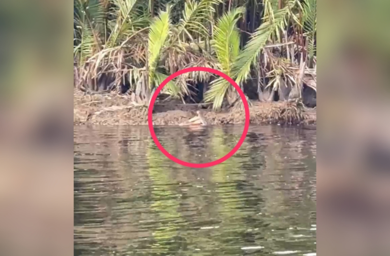 Remaja di Desa Air Hitam Laut Diduga Diterkam Buaya Saat Berenang di Sungai