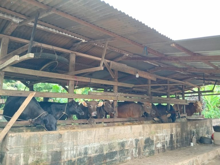 Disnakkan Bungo Pastikan 1.200 Hewan Qurban Tersedia