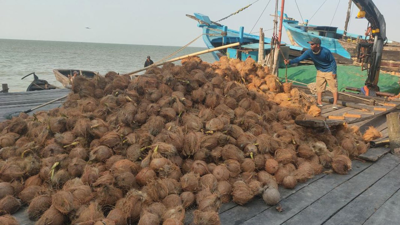 Aktivitas bongkar muat kelapa di Tanjabtim beberapa waktu lalu. Kini harga komoditas andalan Tanjabtim ini turun drastis. 