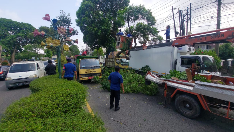 Tengah Antre BBM di SPBU, Dua Mobil di Kota Jambi Ditimpa Pohon