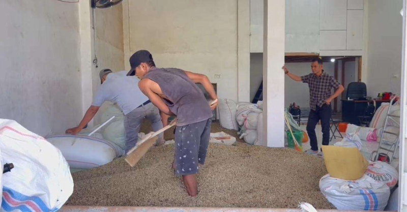 Petani Kopi Kerinci Menjerit, Harga Robusta Turun Drastis dalam Tiga Bulan Terakhir