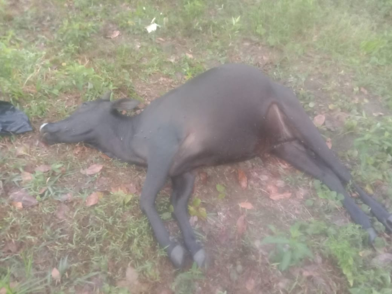 Belasan Ekor Ternak Sapi  Warga Ditemukan Mati Mendadak