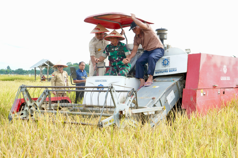 Panen Raya Padi di Tebo: Danrem 042/Gapu Bersama Bupati Teguhkan Kemanunggalan TNI-Rakyat untuk Swasembada Pangan