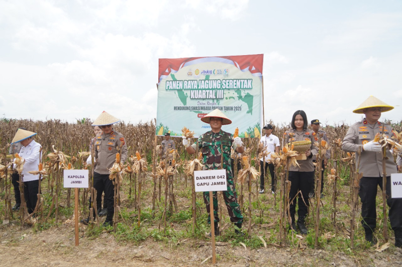 Danrem 042/Gapu Panen Raya Jagung Serentak di Tanjab Timur, Dukung Swasembada Pangan Nasional