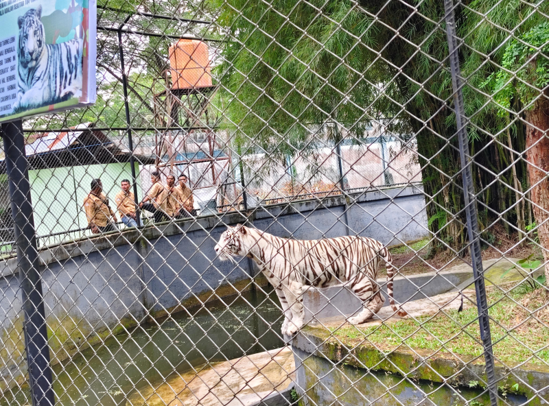 Harimau Benggala Putih dan Singa Putih Afrika Dilaunching di Taman Rimba, Pengunjung Sudah Bisa Lihat