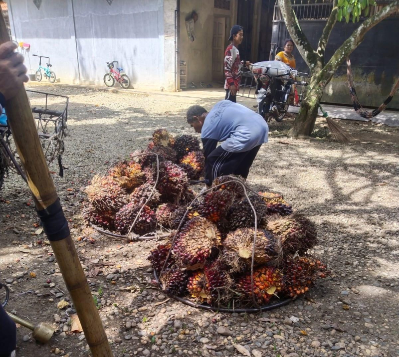 Harga TBS Sawit di Kabupaten Tebo Naik Jadi Rp3.050 per Kg