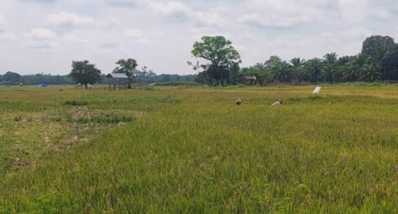 Petani Di Kabupaten Tebo Dapat Bantuan Cetak Sawah 500 Hektar , Irigasi 50 Milyar