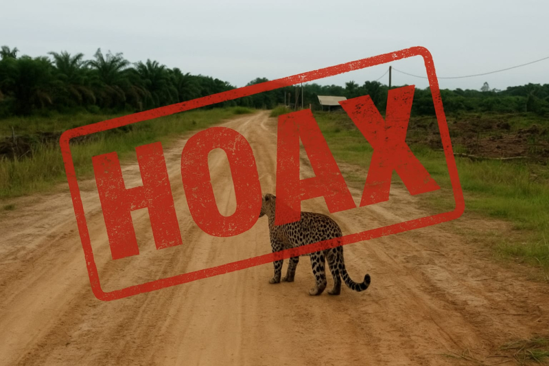 Viral Foto Macan Tutul di Catur Rahayu Ternyata Hoaks, BKSDA Jambi Pastikan Hasil Rekayasa AI