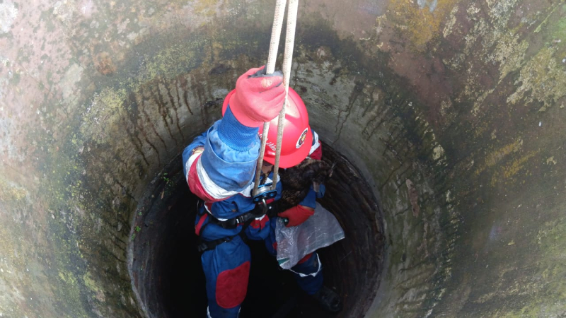 Petugas Damkar Turun ke Sumur 12 Meter, Selamatkan Kucing yang Terjebak