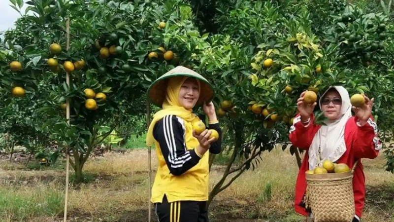 Warga Kerinci saat memetik jeruk khas kerinci di lokasi agrowisata kerinci.