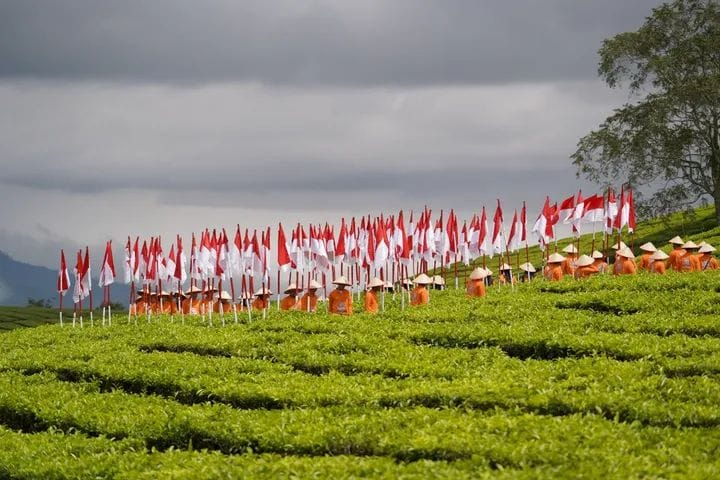 Seabad Kebun Teh Kayu Aro: Warisan Hijau di Lereng Gunung Kerinci