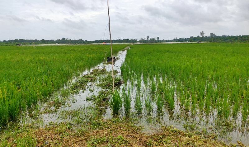 Surplus Beras 202 Ton, Tanjabtim Perluas Areal Sawah 1.000 Hektare Tahun 2026