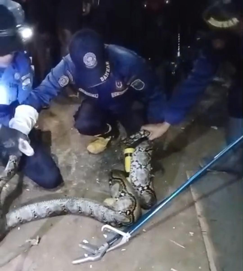 Ular Sanca Empat Meter Gegerkan Warga Mendalo Darat, Damkartan Muaro Jambi Turun Tangan