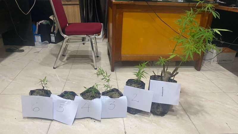Pria 46 Tahun di Sungai Penuh Diciduk Polisi, Tanam 15 Batang Ganja