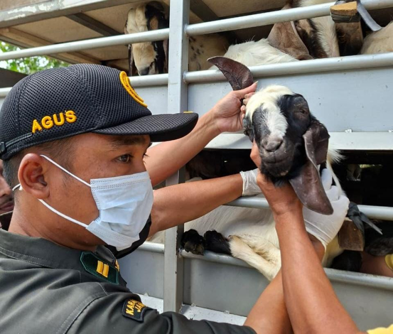 Antisipasi Wabah PPR, Barantin Tingkatkan Pengawasan Lalu Lintas Hewan Ternak di Jambi