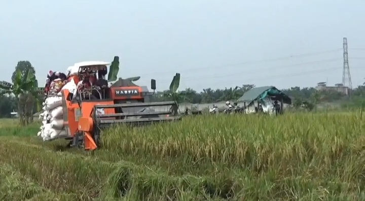 Panen Padi Meningkat, Muaro Jambi Catat Surplus Beras 2.980 Ton