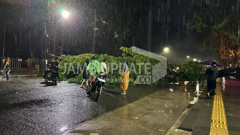 Breaking News! Hujan Disertai Angin Kencang, Pohon Besar Tumbang Tutup Jalan Depan GOR Kota Baru