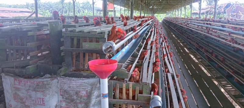 Salah satu peternakan ayam petelur di Kecamatan Muara Sabak Barat, Kabupaten Tanjung Jabung Timur.