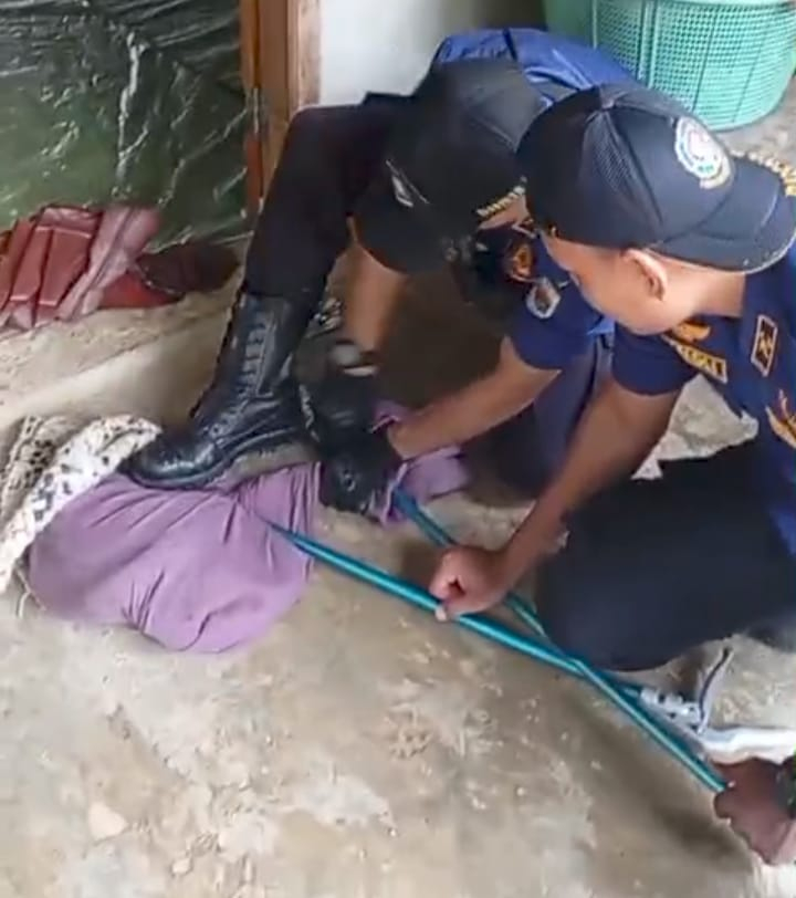 Damkarmat Muaro Jambi Evakuasi Ular King Cobra 3 Meter di Jaluko, Warga Sempat Geger