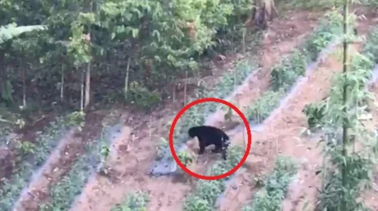 Bikin Cemas! Beruang Berkeliaran di Kebun Warga Kerinci, Ini Penjelasan BBTNKS